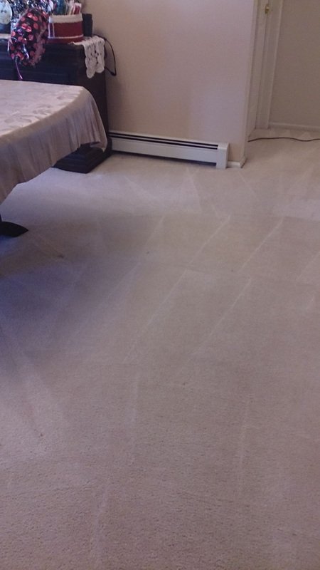 Clean carpet after pet treatment