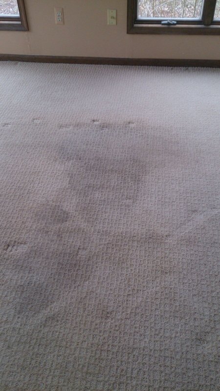 Pet stains before enzyme treatment